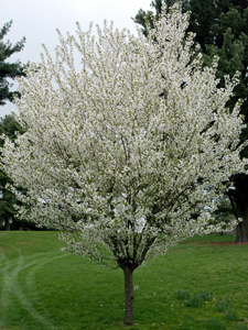 flowering-tree · Bayview Garden Nurseries, LLC