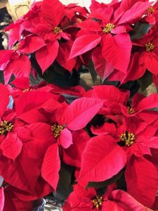 Poinsettias - holiday traditions