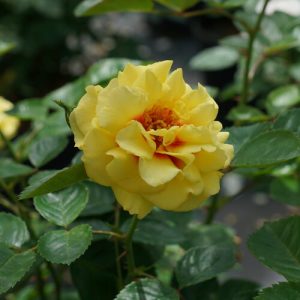 Yellow Climbing Rose